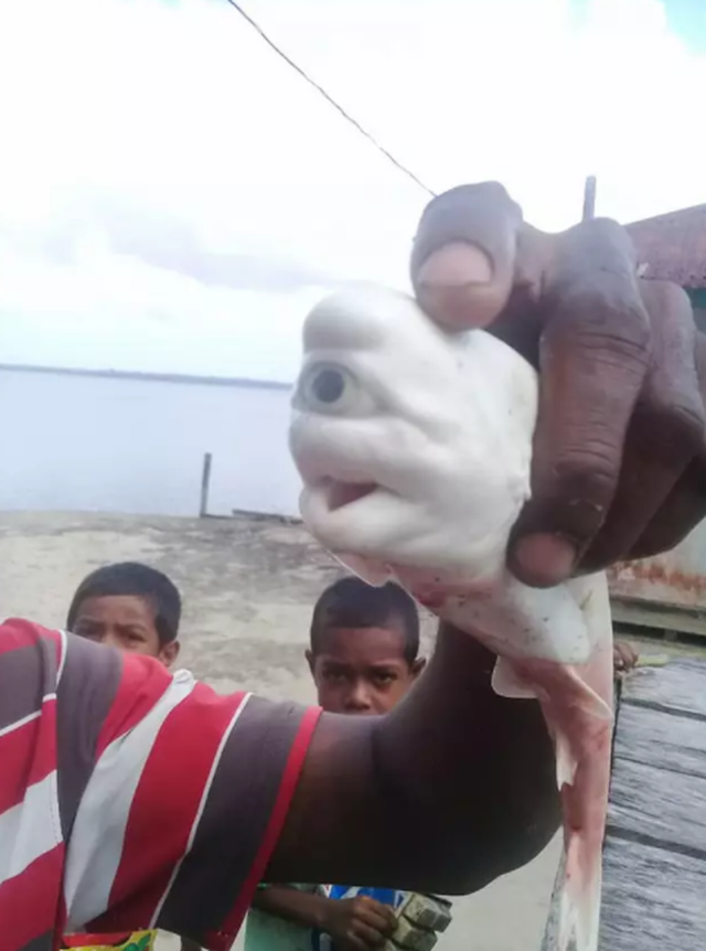 Caught a single-eyed albino shark in Indonesia - 3