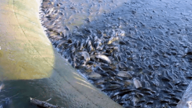 Cảnh tượng đàn vịt cưỡi trên lưng hàng nghìn con cá - 1