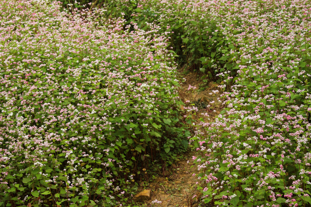 Tháng 10 về rủ nhau ngắm cánh đồng hoa tam giác mạch đẹp mê mải ở Hà Giang - 2