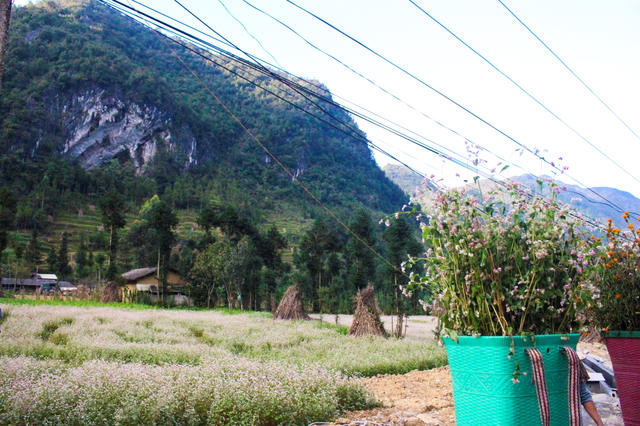 Tháng 10 về rủ nhau ngắm cánh đồng hoa tam giác mạch đẹp mê mải ở Hà Giang - 7