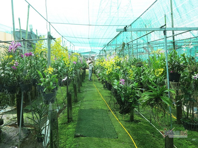 Vườn lan gần 20.000 cây: Tài sản hàng chục tỷ của tay chơi Sài Thành - 1 Vườn lan gần 20.000 cây: Tài sản hàng chục tỷ của tay chơi Sài Thành - 1