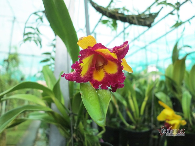 Vườn lan gần 20.000 cây: Tài sản hàng chục tỷ của tay chơi Sài Thành - 5 Vườn lan gần 20.000 cây: Tài sản hàng chục tỷ của tay chơi Sài Thành - 5