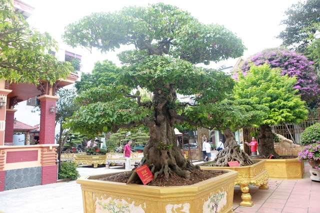 Bộ sưu tập khế cổ độc nhất vô nhị, đại gia trả chục tỷ đồng không bán - 1 Bộ sưu tập khế cổ độc nhất vô nhị, đại gia trả chục tỷ đồng không bán - 1