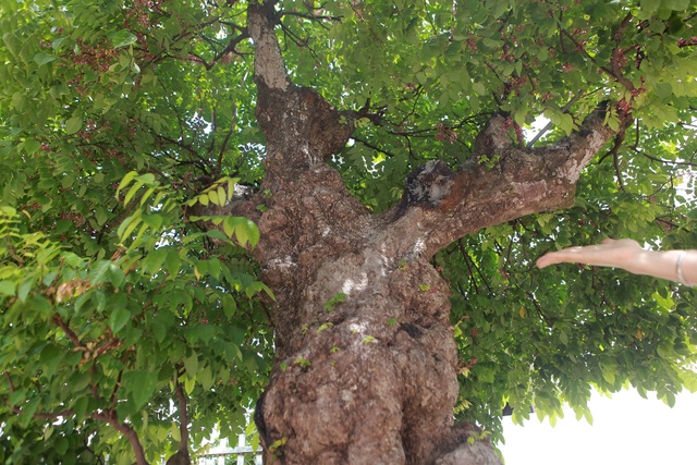 Bộ sưu tập khế cổ độc nhất vô nhị, đại gia trả chục tỷ đồng không bán - 8 Bộ sưu tập khế cổ độc nhất vô nhị, đại gia trả chục tỷ đồng không bán - 8