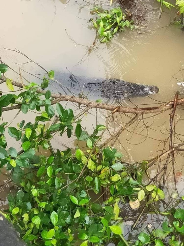 Dong Thap: Surprised by a Giant Crocodile Floating in the River - 1