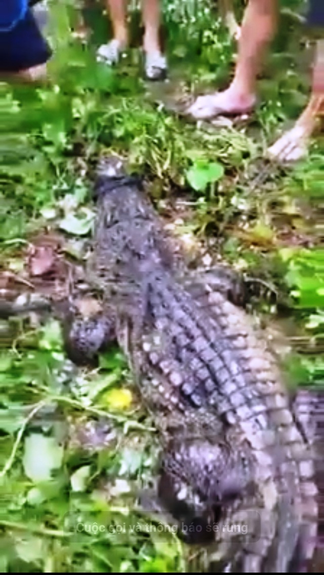 Dong Thap: Surprised by a Giant Crocodile Floating in the River - 4