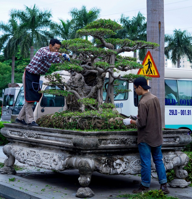 Mãn nhãn với cây sanh cổ song thân, đẹp từng centimet của đại gia Hà Nội - 2 Mãn nhãn với cây sanh cổ song thân, đẹp từng centimet của đại gia Hà Nội - 2