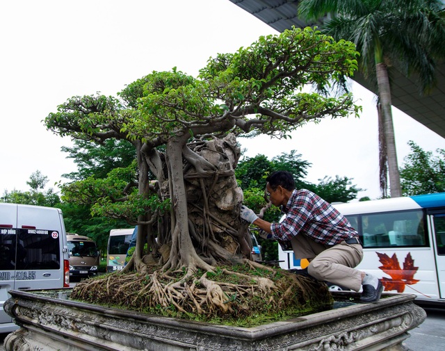Mãn nhãn với cây sanh cổ song thân, đẹp từng centimet của đại gia Hà Nội - 4 Mãn nhãn với cây sanh cổ song thân, đẹp từng centimet của đại gia Hà Nội - 4