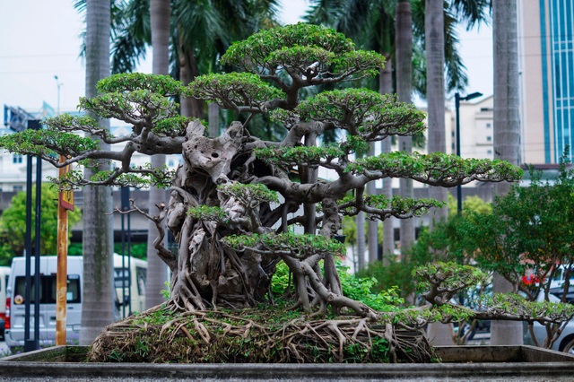 Mãn nhãn với cây sanh cổ song thân, đẹp từng centimet của đại gia Hà Nội - 5 Mãn nhãn với cây sanh cổ song thân, đẹp từng centimet của đại gia Hà Nội - 5