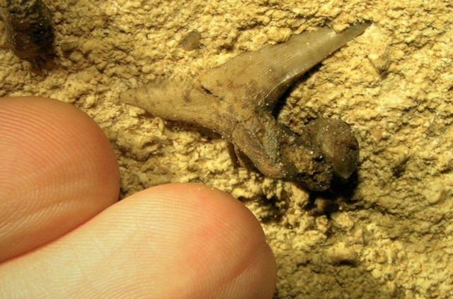 Tìm thấy hoá thạch 6 loài cá mập cổ đại cực hiếm - 1