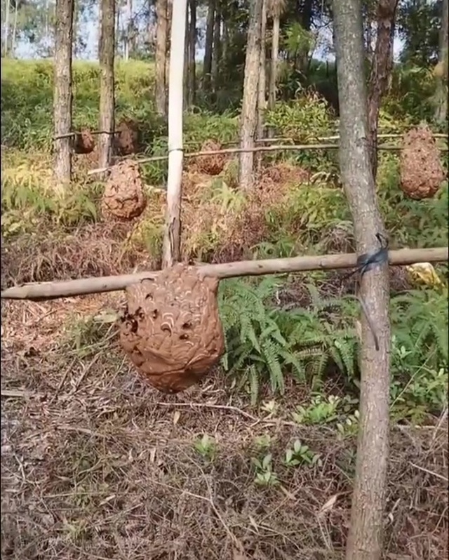 Nuôi ong kịch độc lấy thịt, thương lái lùng mua nửa triệu đồng/kg - 1 Nuôi ong kịch độc lấy thịt, thương lái lùng mua nửa triệu đồng/kg - 1