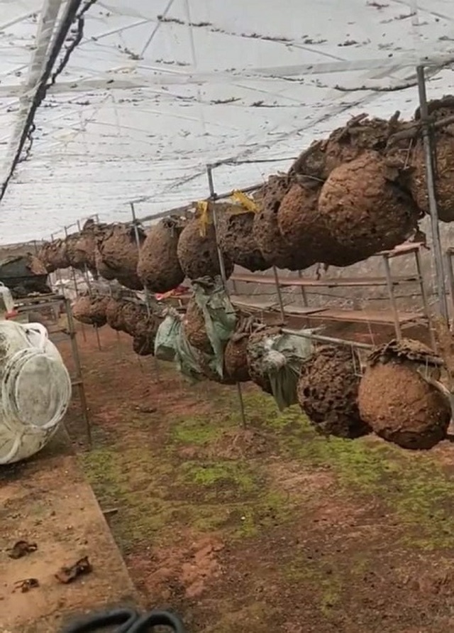 Nuôi ong kịch độc lấy thịt, thương lái lùng mua nửa triệu đồng/kg - 3 Nuôi ong kịch độc lấy thịt, thương lái lùng mua nửa triệu đồng/kg - 3