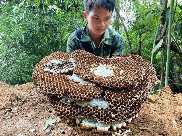 Nuôi ong kịch độc lấy thịt, thương lái lùng mua nửa triệu đồng/kg - 4 Nuôi ong kịch độc lấy thịt, thương lái lùng mua nửa triệu đồng/kg - 4