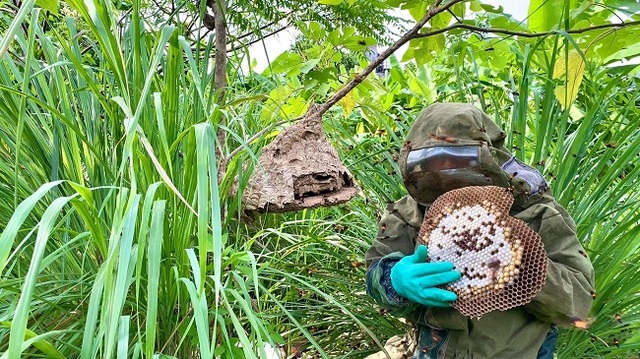 Nuôi ong kịch độc lấy thịt, thương lái lùng mua nửa triệu đồng/kg - 5 Nuôi ong kịch độc lấy thịt, thương lái lùng mua nửa triệu đồng/kg - 5