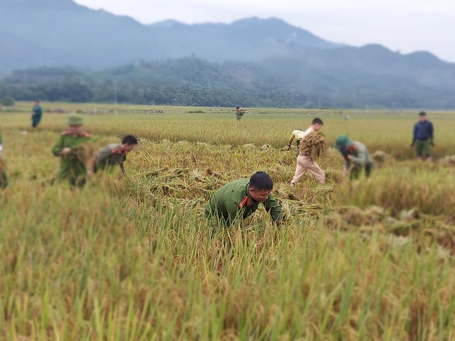 Sức trẻ giúp dân gặt lúa để chạy lũ - 1 Sức trẻ giúp dân gặt lúa để chạy lũ - 1