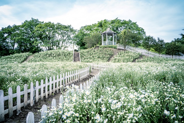 Lost in the field of beautiful chrysanthemum 3,000m2 in Hanoi - 10