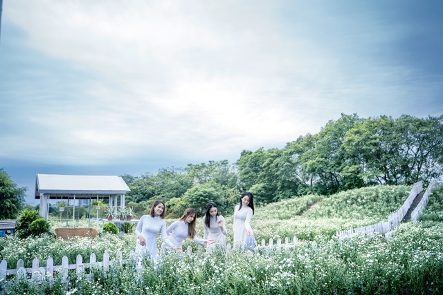 Lost in the field of beautiful chrysanthemum 3,000m2 in Hanoi - 3