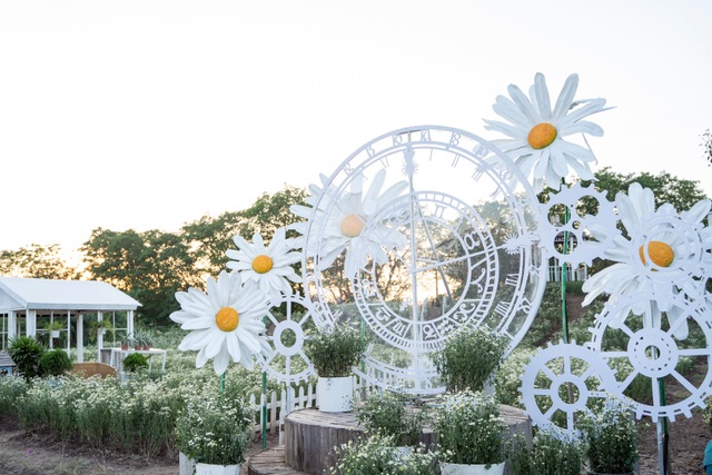 Lost in the field of beautiful chrysanthemum 3,000m2 in Hanoi - 6