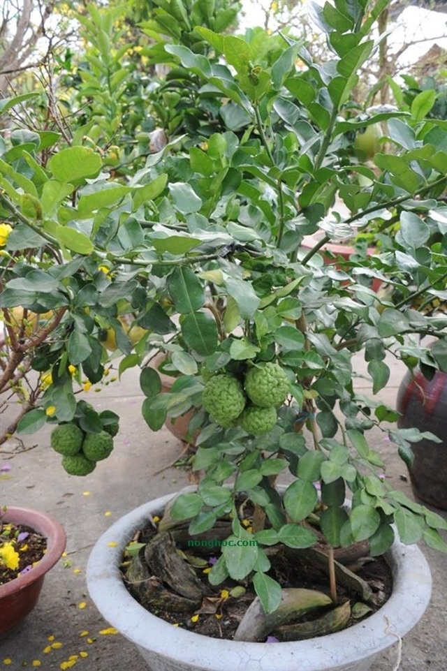Trồng thứ tưởng đã biến mất ở Việt Nam, nhàn tênh mà hốt tiền ầm ầm - 11 Trồng thứ tưởng đã biến mất ở Việt Nam, nhàn tênh mà hốt tiền ầm ầm - 11