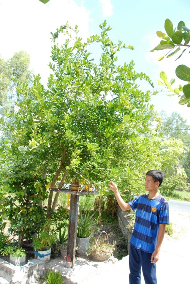 Trồng thứ tưởng đã biến mất ở Việt Nam, nhàn tênh mà hốt tiền ầm ầm - 7 Trồng thứ tưởng đã biến mất ở Việt Nam, nhàn tênh mà hốt tiền ầm ầm - 7