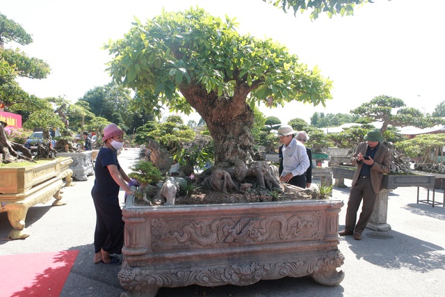Chiêm ngưỡng cây lộc vừng tiền tỷ, lão nông mất gần nửa đời tạo tác - 10 Chiêm ngưỡng cây lộc vừng tiền tỷ, lão nông mất gần nửa đời tạo tác - 10
