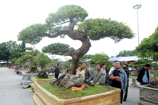 Khế cổ dáng Thiên Long - siêu cây cực khủng khiến dân chơi mê mệt - 1 Khế cổ dáng Thiên Long - siêu cây cực khủng khiến dân chơi mê mệt - 1