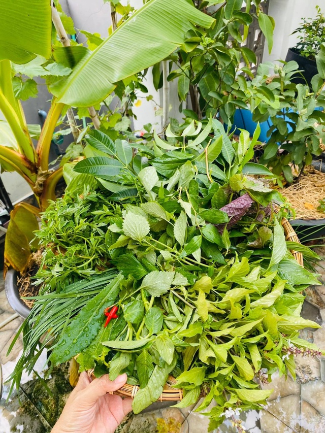 Khu vườn 20m2 rau trái tươi tốt trên sân thượng của vợ chồng trẻ ở Sài Gòn - 5 Khu vườn 20m2 rau trái tươi tốt trên sân thượng của vợ chồng trẻ ở Sài Gòn - 5