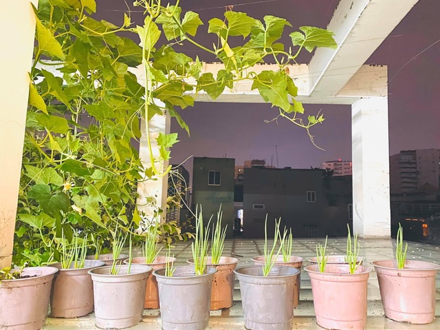 Khu vườn 20m2 rau trái tươi tốt trên sân thượng của vợ chồng trẻ ở Sài Gòn - 6 Khu vườn 20m2 rau trái tươi tốt trên sân thượng của vợ chồng trẻ ở Sài Gòn - 6