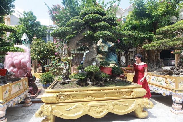 Chiêm ngưỡng cây duối cổ độc nhất vô nhị, trả giá 14 tỷ đồng không bán - 1 Chiêm ngưỡng cây duối cổ độc nhất vô nhị, trả giá 14 tỷ đồng không bán - 1