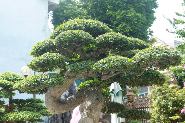Chiêm ngưỡng cây duối cổ độc nhất vô nhị, trả giá 14 tỷ đồng không bán - 3 Chiêm ngưỡng cây duối cổ độc nhất vô nhị, trả giá 14 tỷ đồng không bán - 3