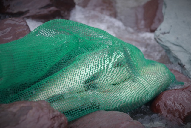 Hà Tĩnh: Hàng trăm người săn cá dưới chân tràn hồ Kẻ Gỗ - 10