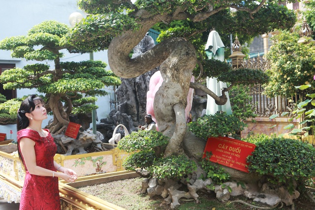 Chiêm ngưỡng cây duối cổ độc nhất vô nhị, trả giá 14 tỷ đồng không bán - 4 Chiêm ngưỡng cây duối cổ độc nhất vô nhị, trả giá 14 tỷ đồng không bán - 4