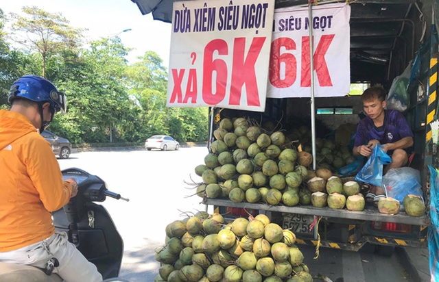 Hà Nội: Dừa xiêm bán “giá rẻ như cho”, người bán tiết lộ nguyên nhân - 1 Hà Nội: Dừa xiêm bán “giá rẻ như cho”, người bán tiết lộ nguyên nhân - 1