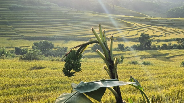 Về vùng cao Tiên Yên ở Quảng Ninh ngắm mùa vàng rực rỡ - 5