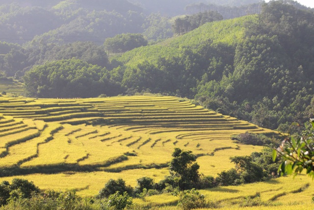 Về vùng cao Tiên Yên ở Quảng Ninh ngắm mùa vàng rực rỡ - 9