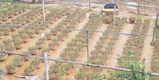 Quảng Trị: Người trồng hoa trắng tay sau mưa lũ! - 1 Quảng Trị: Người trồng hoa trắng tay sau mưa lũ! - 1