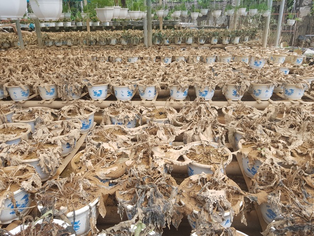 Quảng Trị: Người trồng hoa trắng tay sau mưa lũ! - 4 Quảng Trị: Người trồng hoa trắng tay sau mưa lũ! - 4