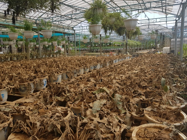 Quảng Trị: Người trồng hoa trắng tay sau mưa lũ! - 9 Quảng Trị: Người trồng hoa trắng tay sau mưa lũ! - 9