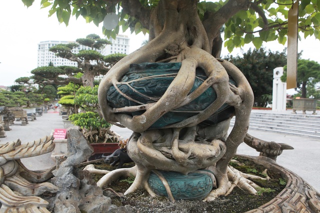 “Báu vật” nhà Phật, lần đầu xuất hiện khiến giới chơi cây choáng ngợp - 4 “Báu vật” nhà Phật, lần đầu xuất hiện khiến giới chơi cây choáng ngợp - 4