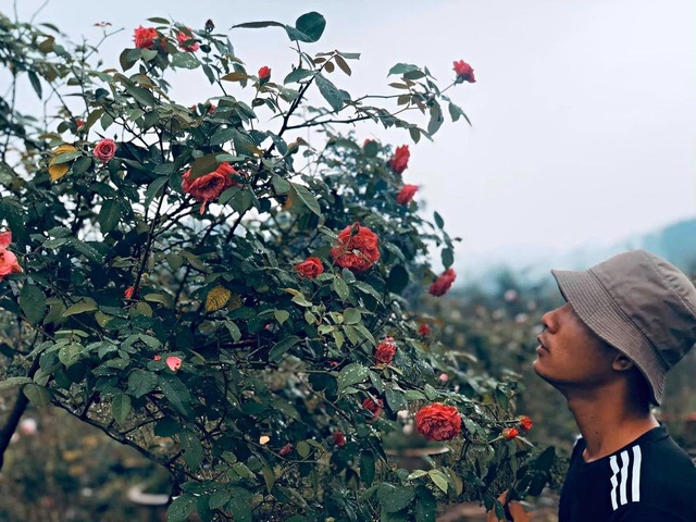 Cậu bé bóc mít thuê năm nào giờ là ông chủ vườn hồng đẹp như cổ tích - 1 Cậu bé bóc mít thuê năm nào giờ là ông chủ vườn hồng đẹp như cổ tích - 1
