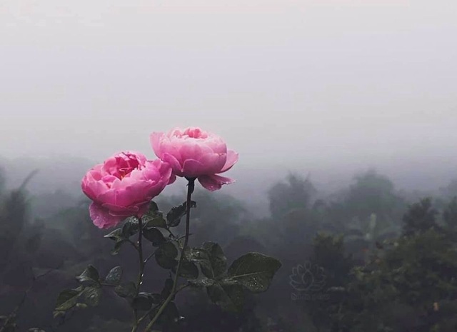 Cậu bé bóc mít thuê năm nào giờ là ông chủ vườn hồng đẹp như cổ tích - 4 Cậu bé bóc mít thuê năm nào giờ là ông chủ vườn hồng đẹp như cổ tích - 4