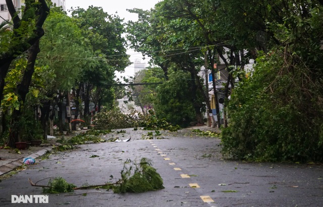 Đường phố Đà Nẵng ngổn ngang, cây xanh ngã đổ la liệt sau bão - 4 Đường phố Đà Nẵng ngổn ngang, cây xanh ngã đổ la liệt sau bão - 4