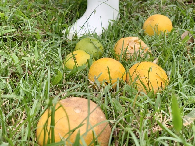 Người dân bất lực nhìn hàng chục tấn cam rụng tả tơi sau mưa lũ - 14 Người dân bất lực nhìn hàng chục tấn cam rụng tả tơi sau mưa lũ - 14