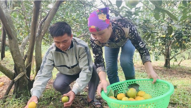 Người dân bất lực nhìn hàng chục tấn cam rụng tả tơi sau mưa lũ - 2 Người dân bất lực nhìn hàng chục tấn cam rụng tả tơi sau mưa lũ - 2