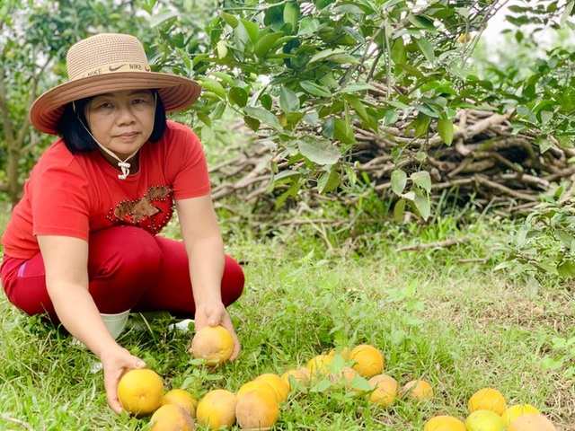 Người dân bất lực nhìn hàng chục tấn cam rụng tả tơi sau mưa lũ - 8 Người dân bất lực nhìn hàng chục tấn cam rụng tả tơi sau mưa lũ - 8