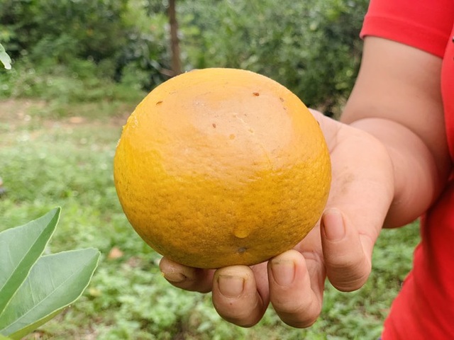 Người dân bất lực nhìn hàng chục tấn cam rụng tả tơi sau mưa lũ - 9 Người dân bất lực nhìn hàng chục tấn cam rụng tả tơi sau mưa lũ - 9