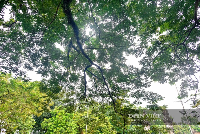 Chiêm ngưỡng cây sưa trăm tuổi ở Hà Nội, trả 60 tỷ đồng không bán - 11 Chiêm ngưỡng cây sưa trăm tuổi ở Hà Nội, trả 60 tỷ đồng không bán - 11