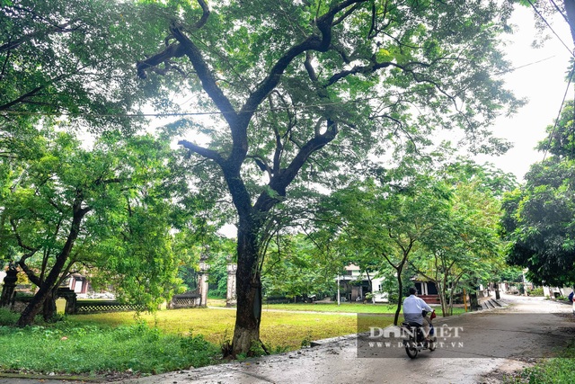 Chiêm ngưỡng cây sưa trăm tuổi ở Hà Nội, trả 60 tỷ đồng không bán - 2 Chiêm ngưỡng cây sưa trăm tuổi ở Hà Nội, trả 60 tỷ đồng không bán - 2