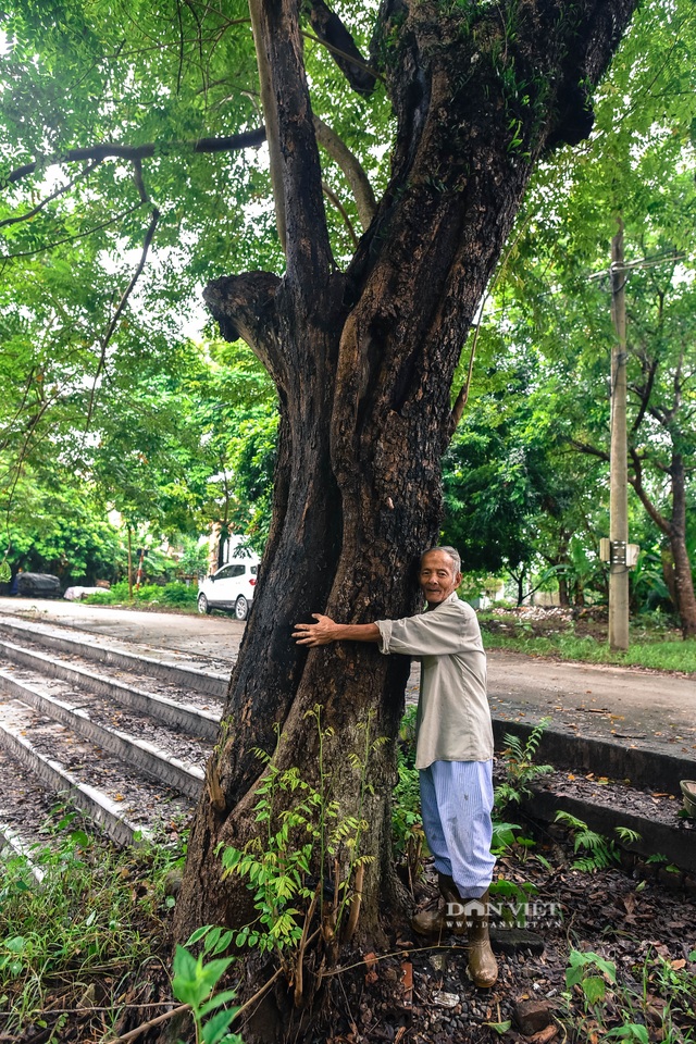 Chiêm ngưỡng cây sưa trăm tuổi ở Hà Nội, trả 60 tỷ đồng không bán - 4 Chiêm ngưỡng cây sưa trăm tuổi ở Hà Nội, trả 60 tỷ đồng không bán - 4