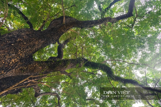 Chiêm ngưỡng cây sưa trăm tuổi ở Hà Nội, trả 60 tỷ đồng không bán - 5 Chiêm ngưỡng cây sưa trăm tuổi ở Hà Nội, trả 60 tỷ đồng không bán - 5